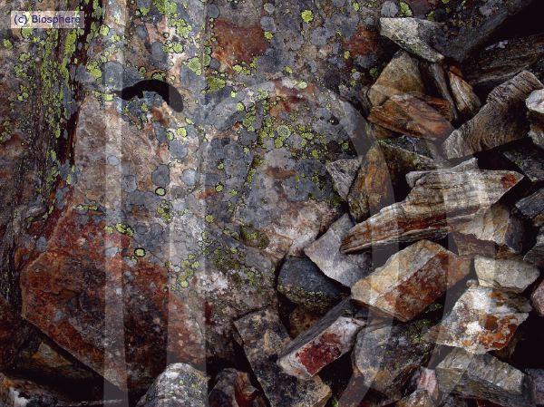 ORGON-18