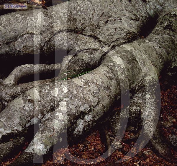 ORGON-01