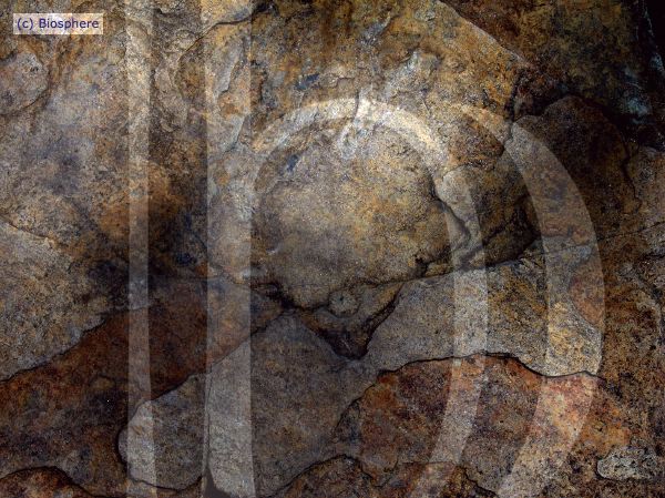 ORGON-19