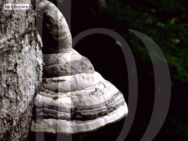 ORGON-03